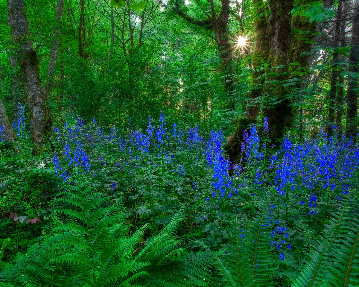 Forest Larkspur