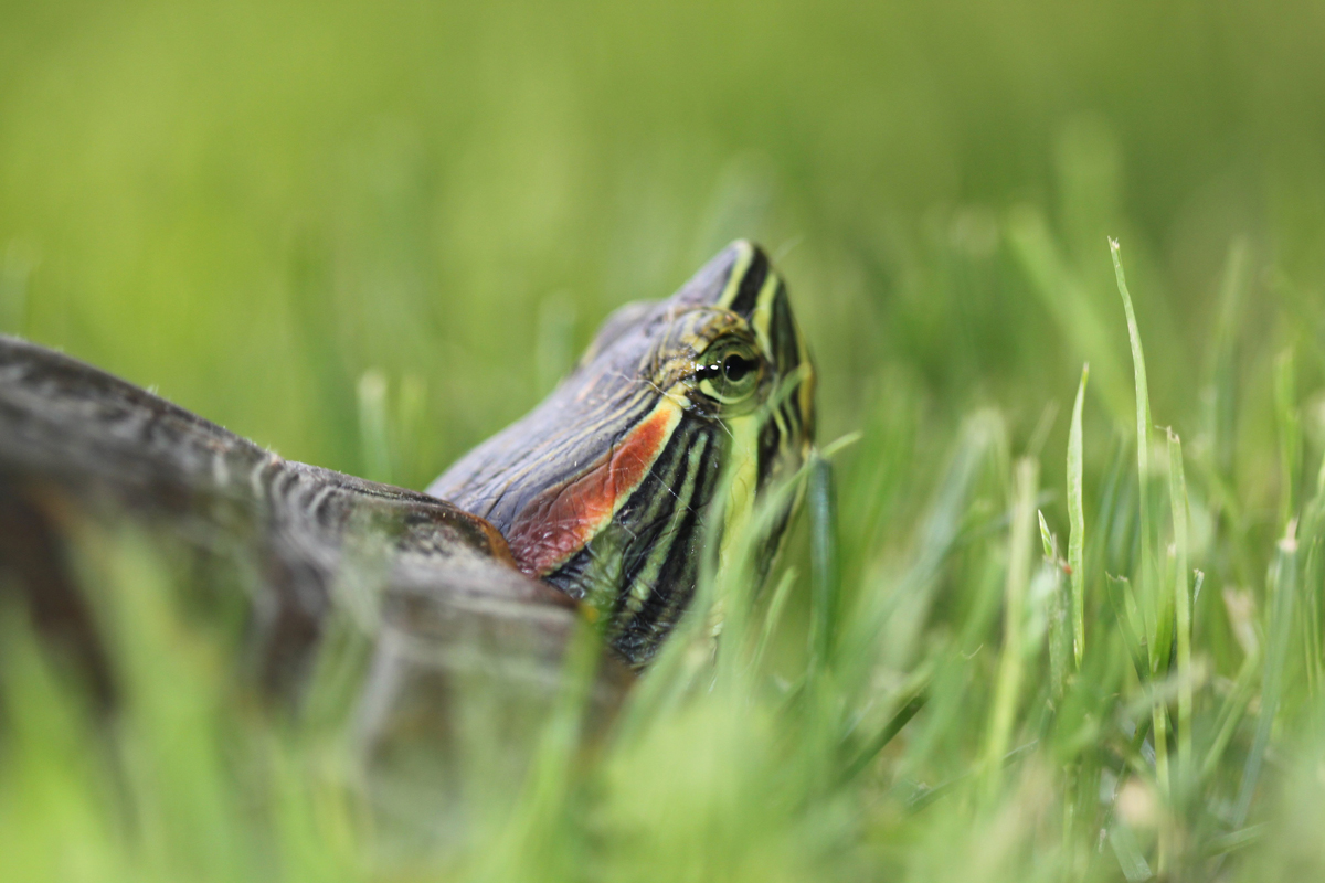 Red-Eared Slider