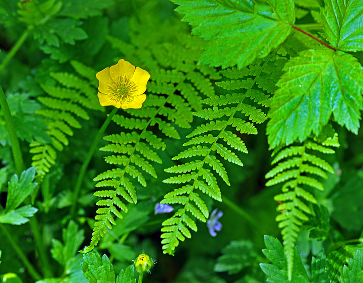 Lonely Buttercup