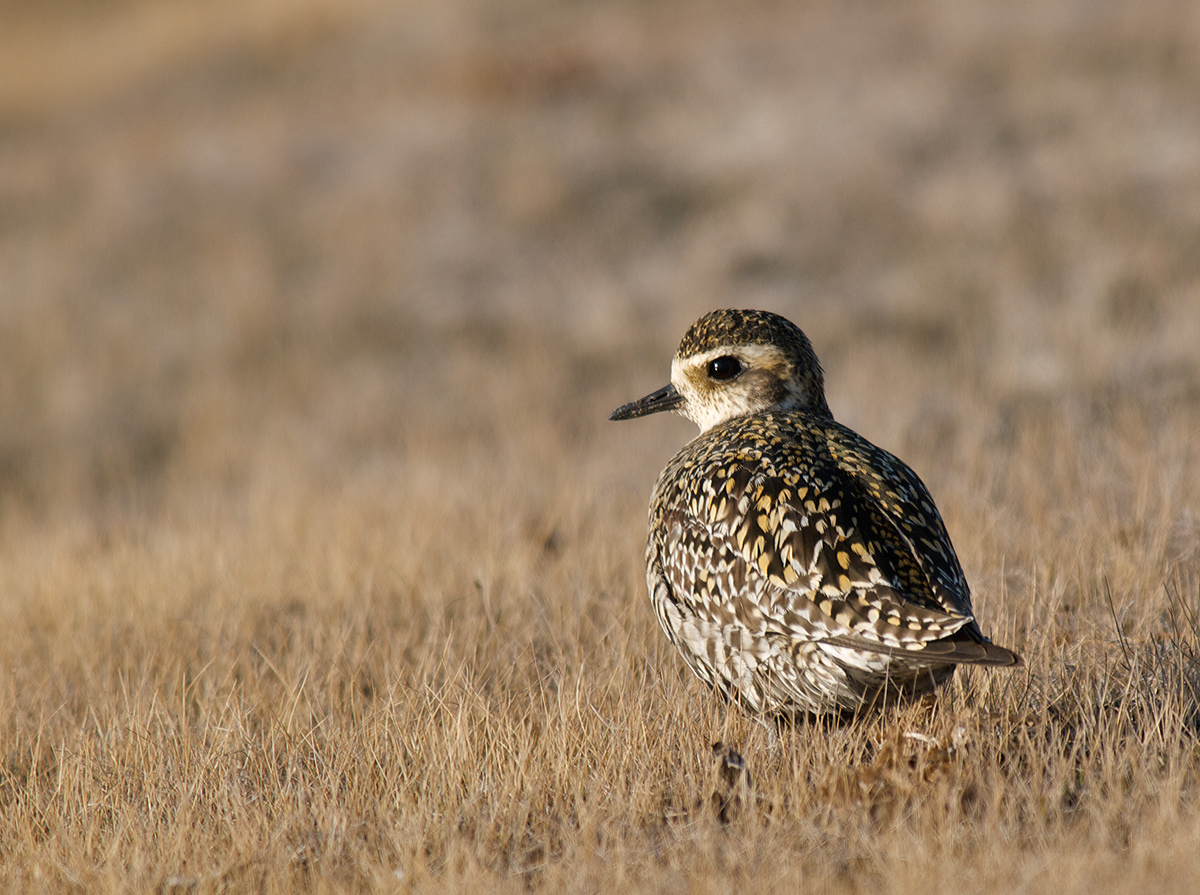 American Golden Plover