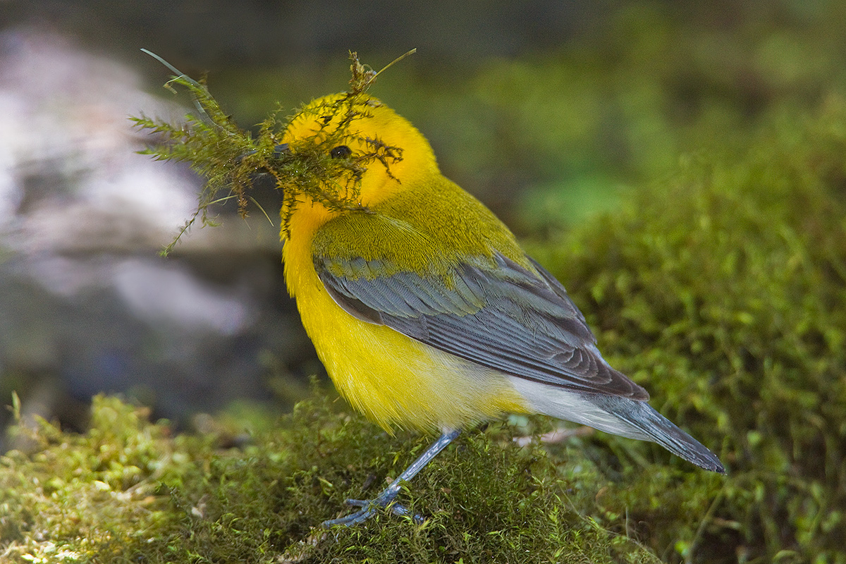 Male Prothonotary 
