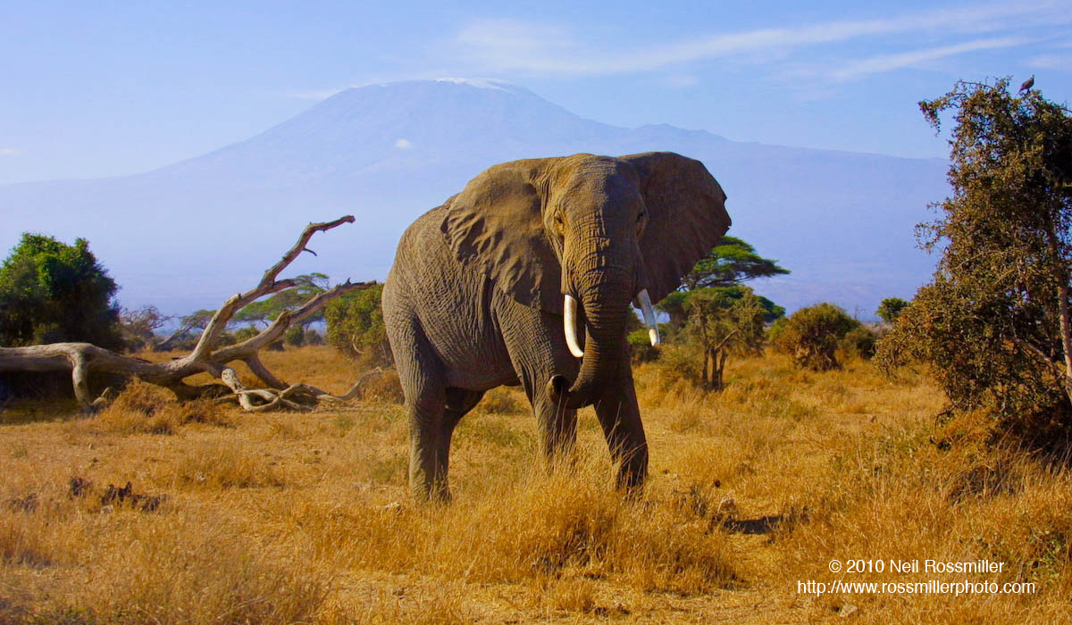 Kilimanjaro Bull