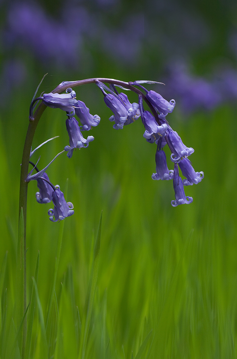 Blue Bells