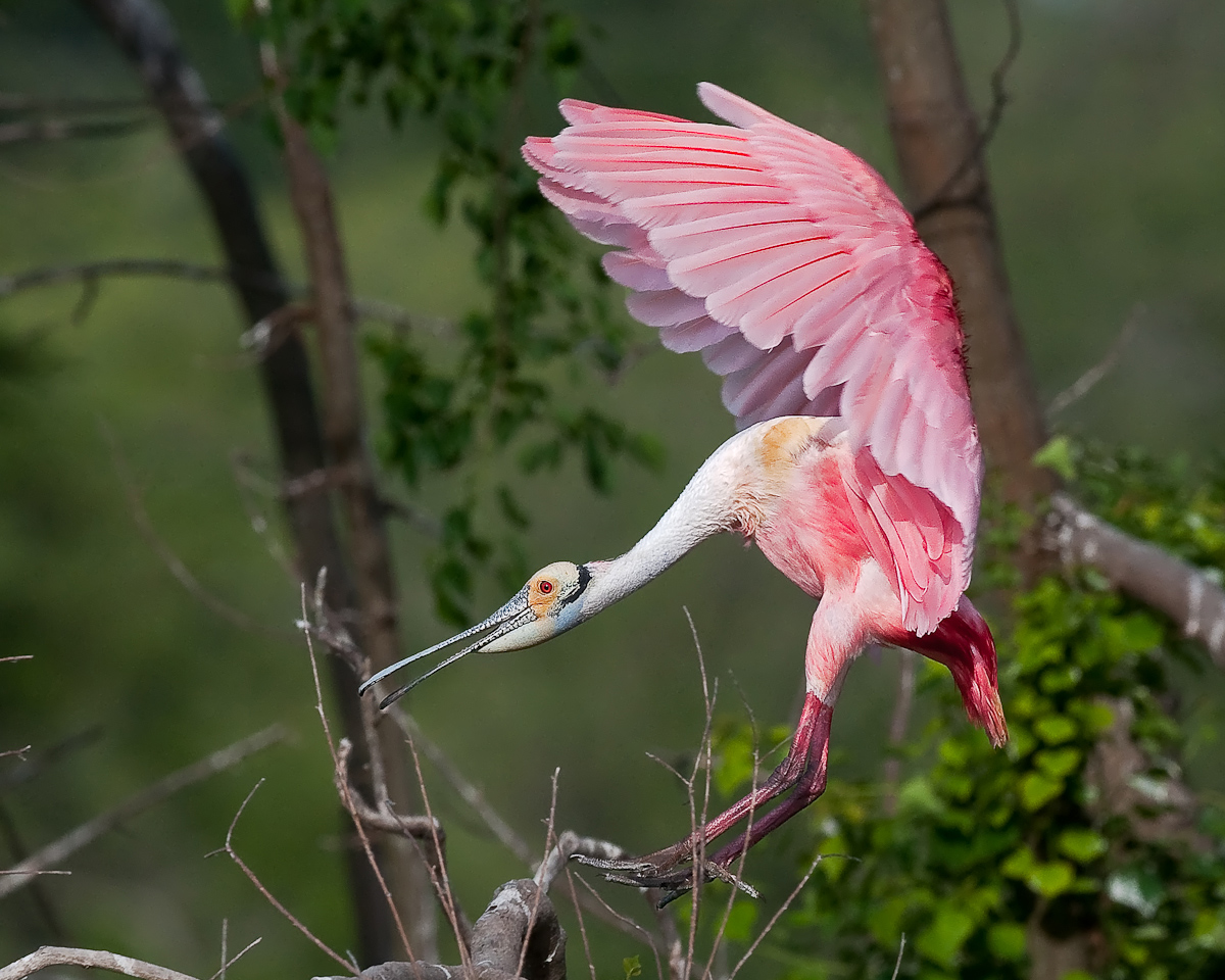 Roseate Spoonbill