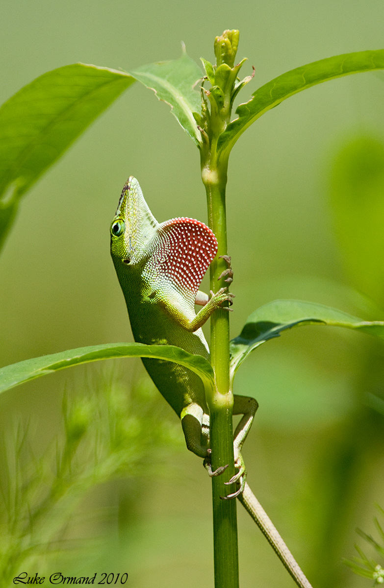 Green Anole