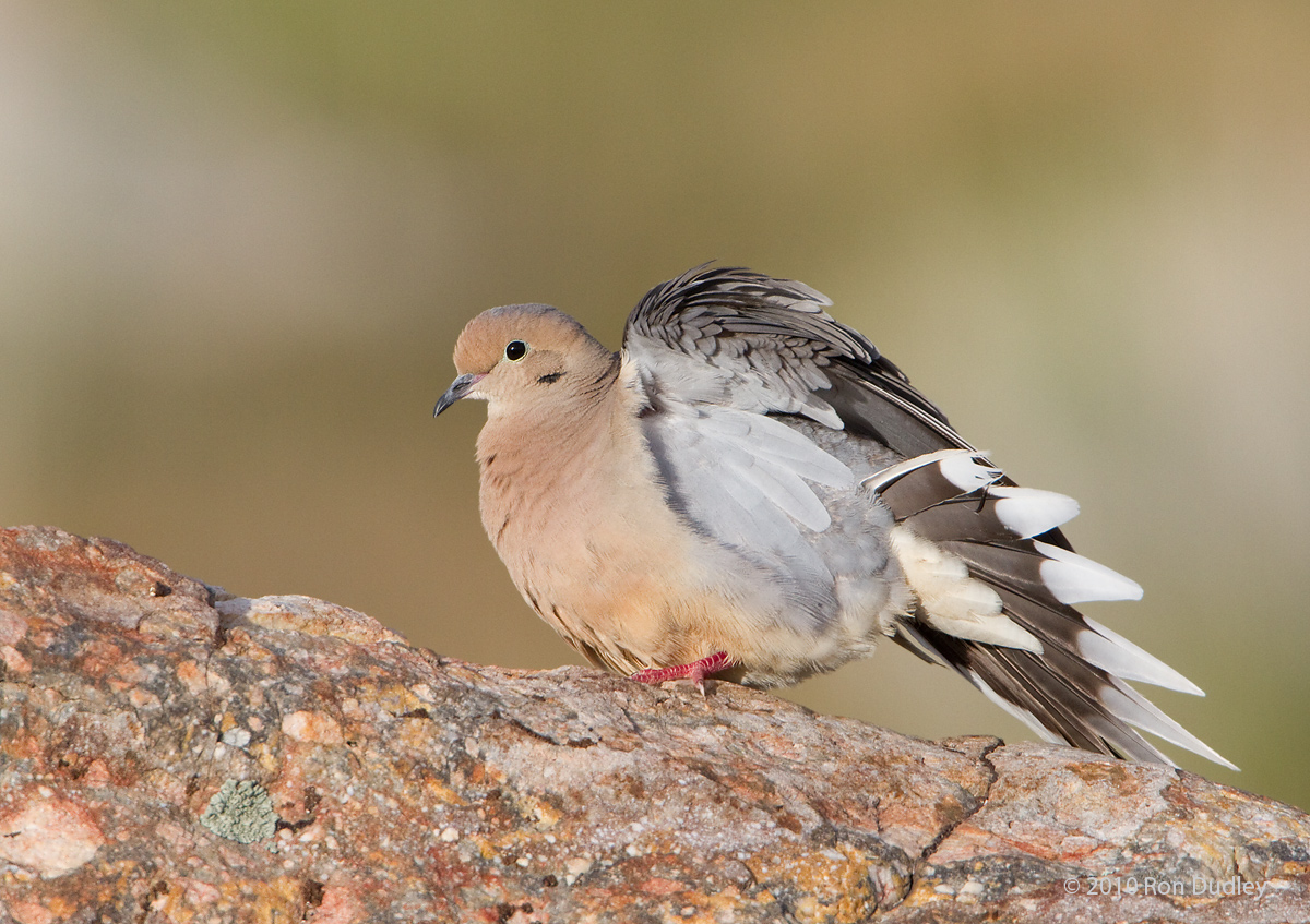 Mourning Dove