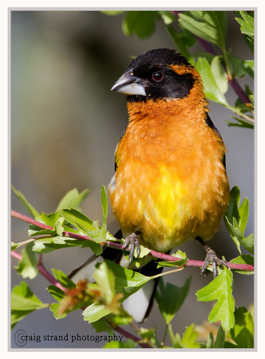Black Headed Grosbeak