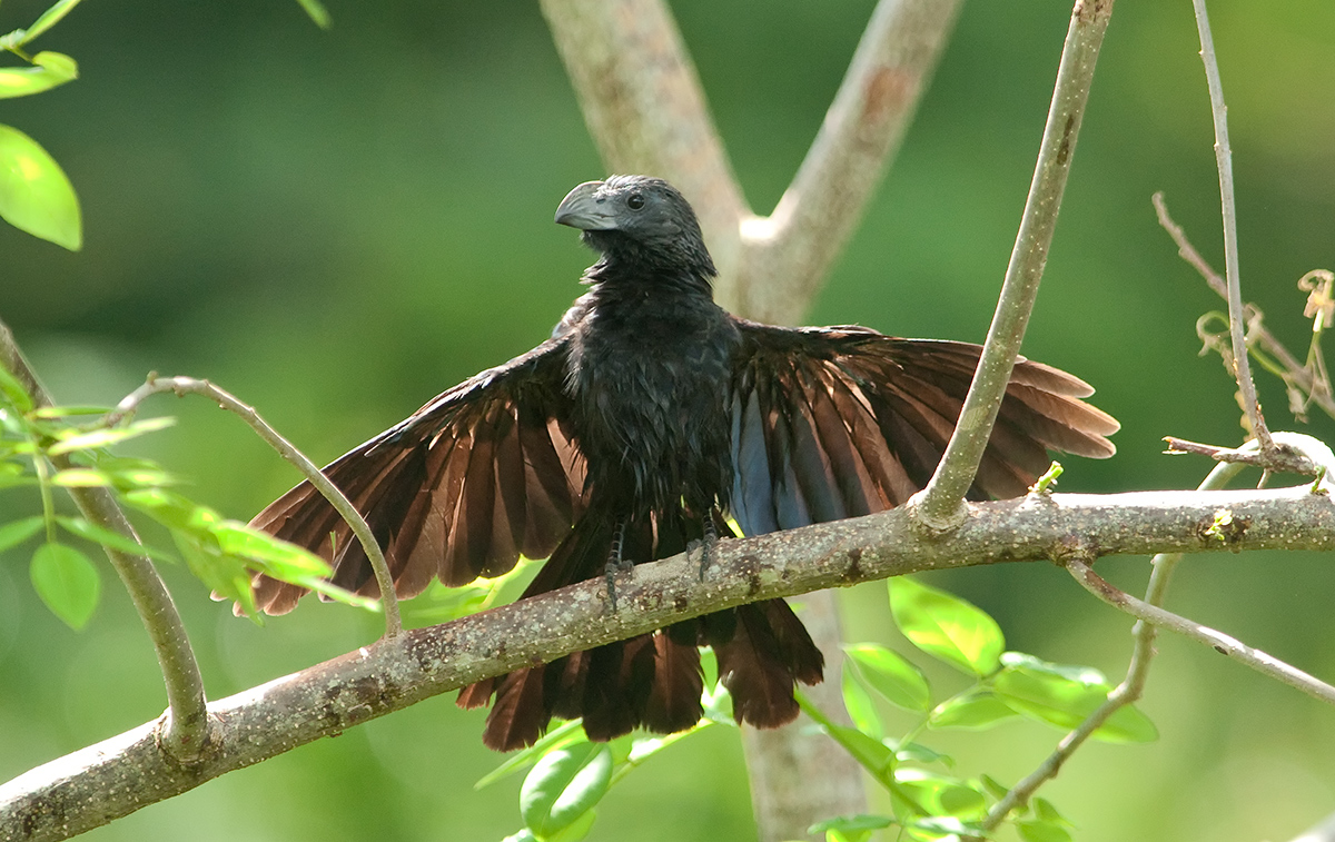 Groove-billed Ani