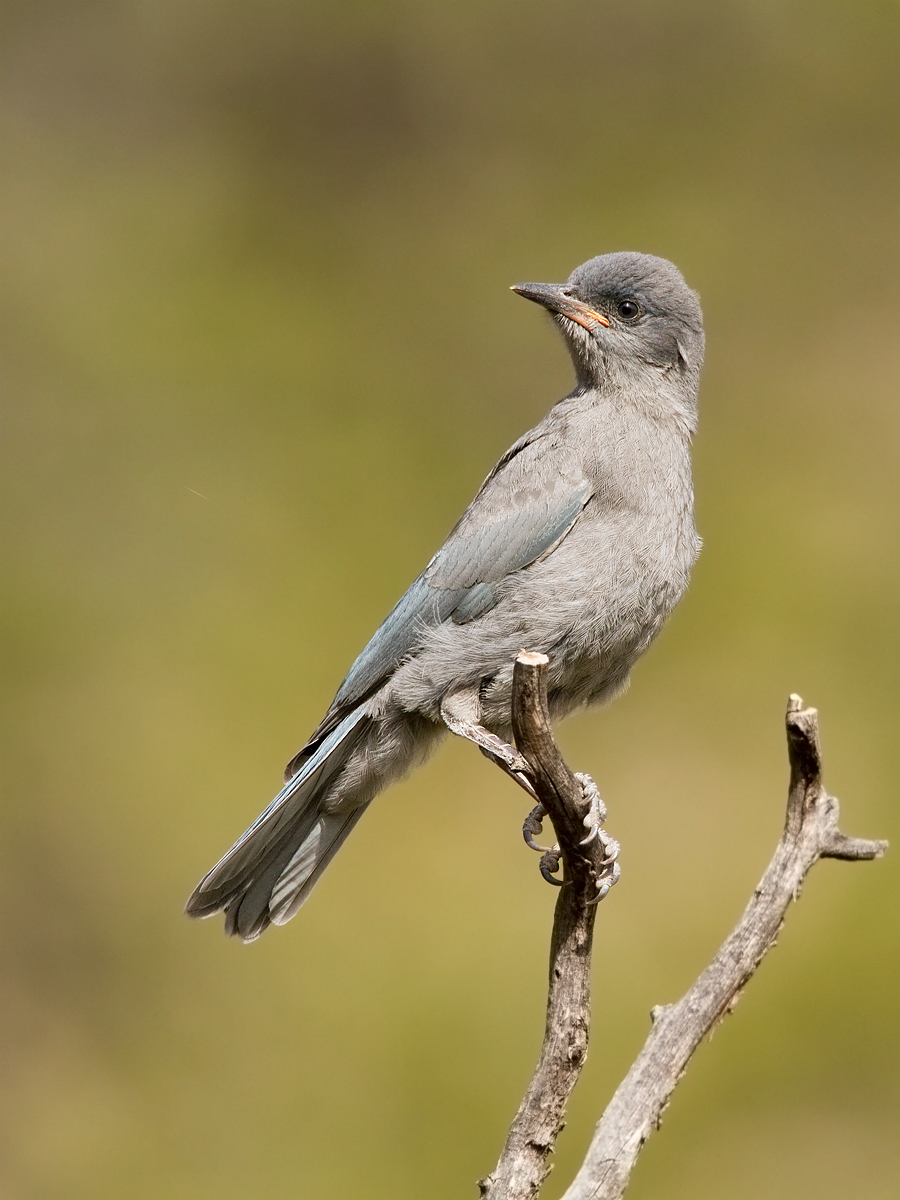 Pinyon Jay Pose #2