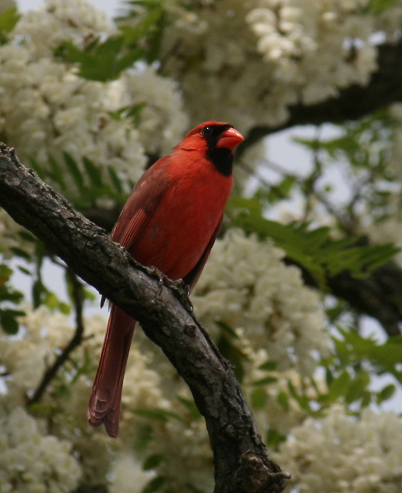 Northern Cardinal