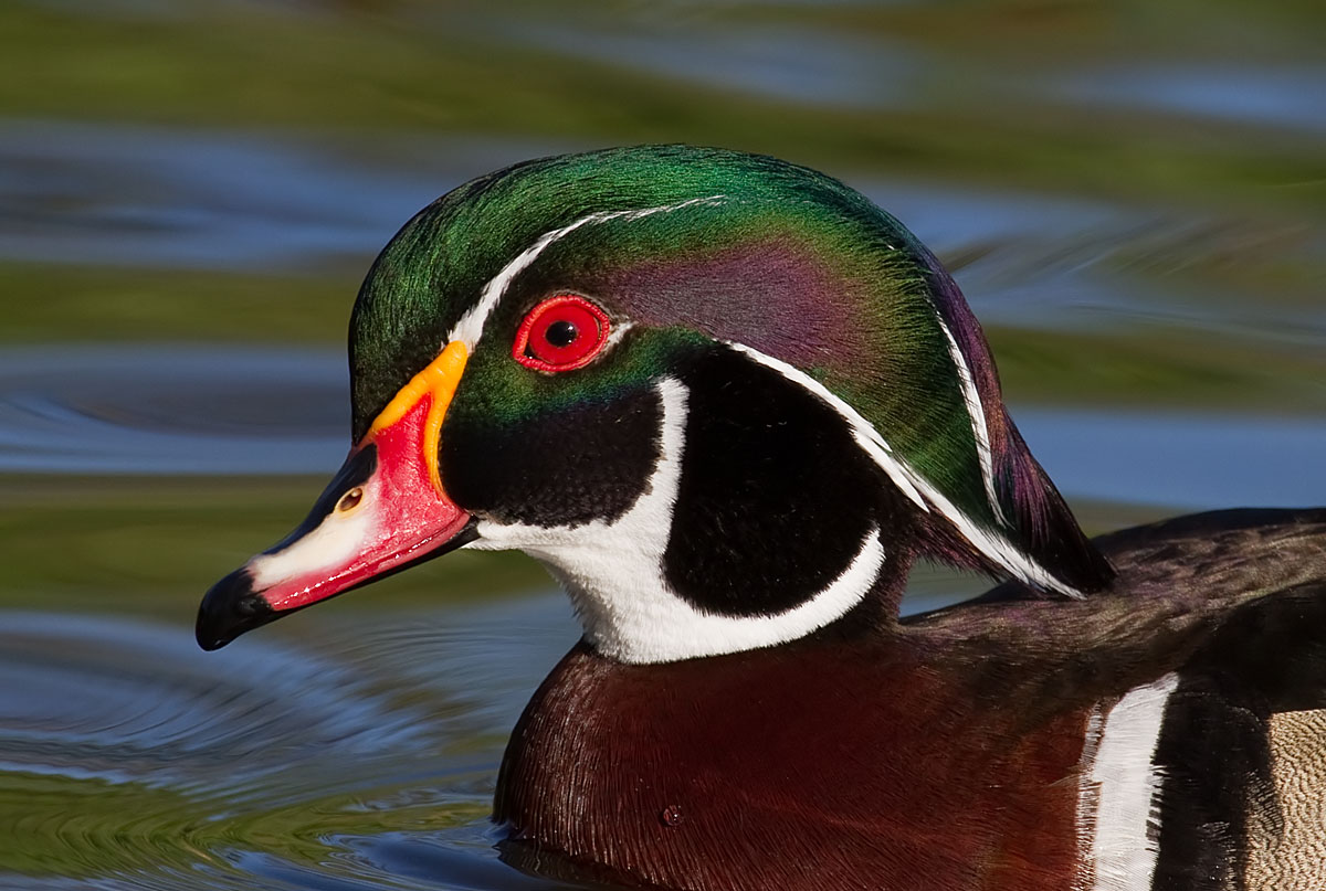 Wood Duck Portrait