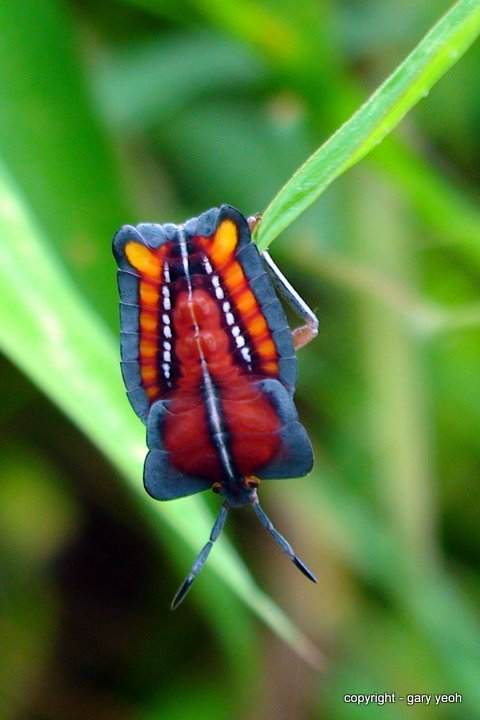 Lychee stink bug