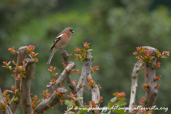 Common chaffinch