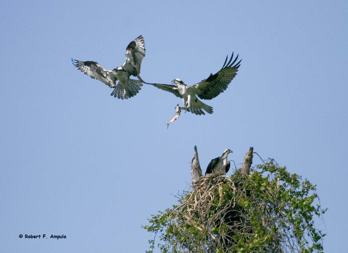 Osprey au trois (repost)
