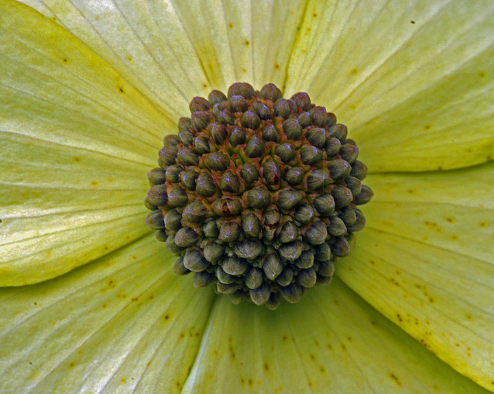 Dogwood