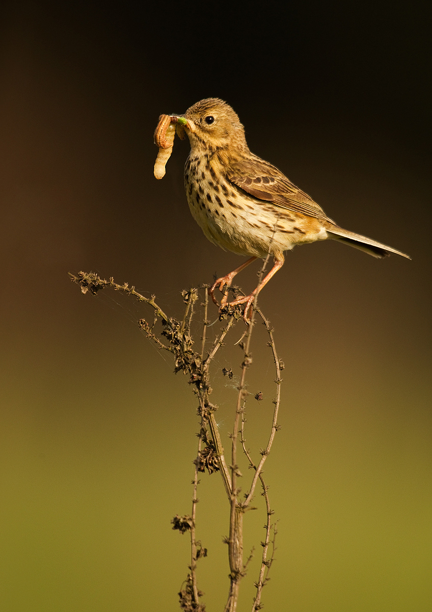 Meadow Pipit