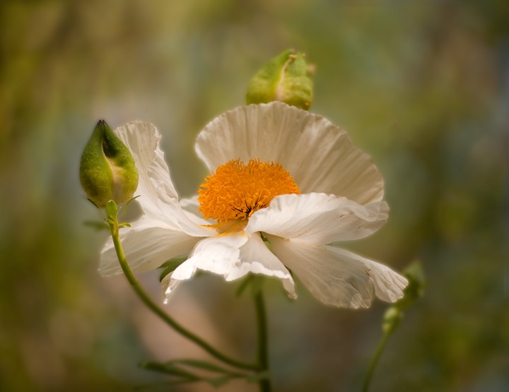 Over Easy (Prickly Poppy)
