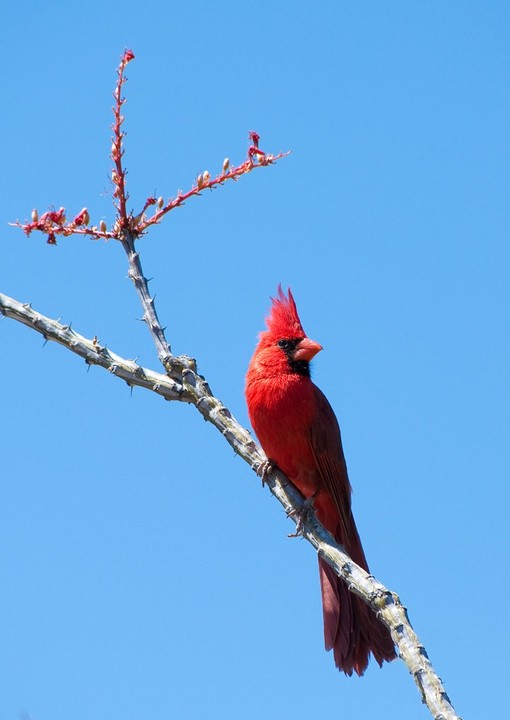 Red Cardinal