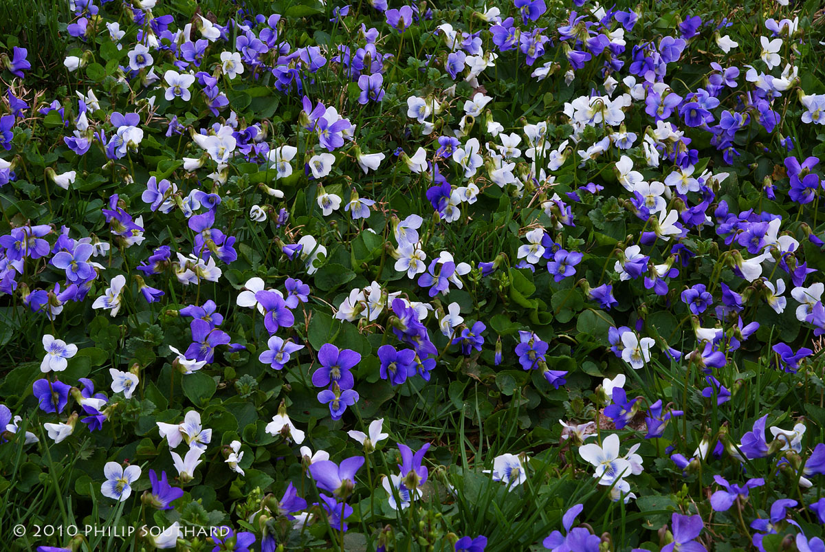 Violets