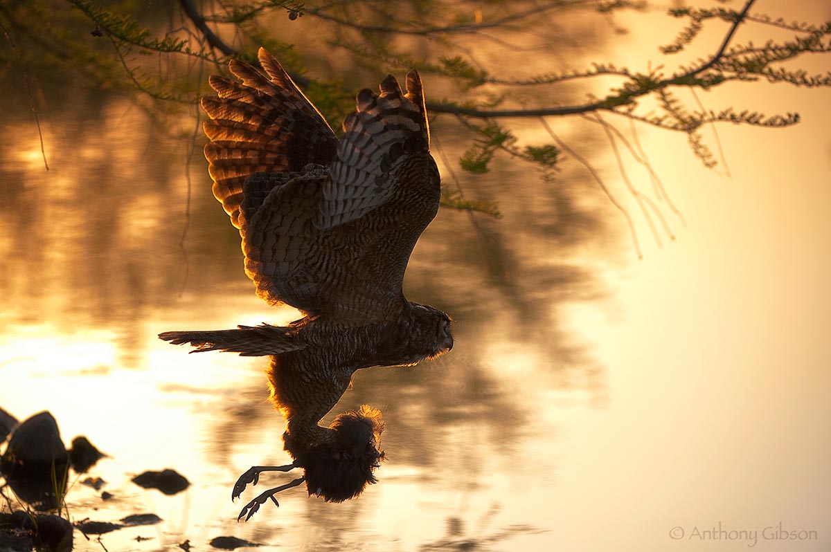 Evening Takeout
