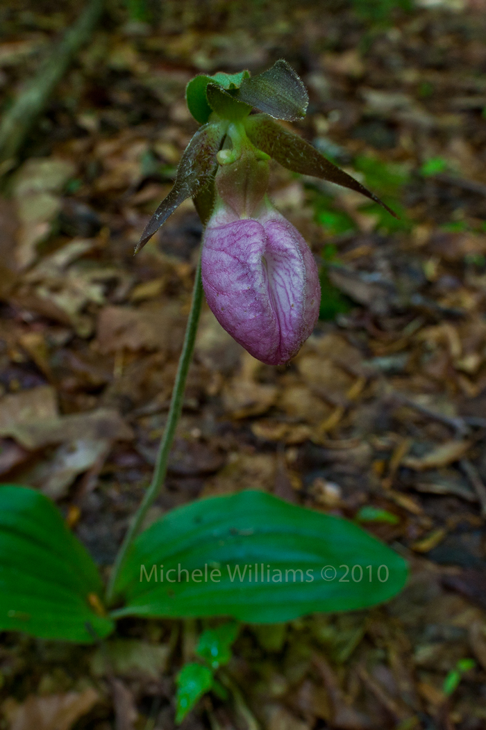 Wild Orchid - ID Please