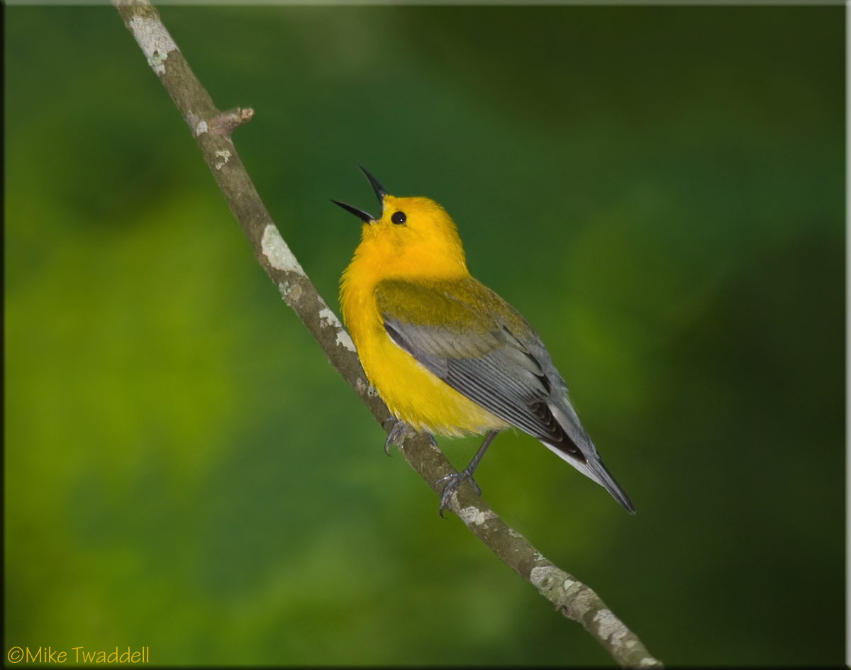 Prothonotary Warbler