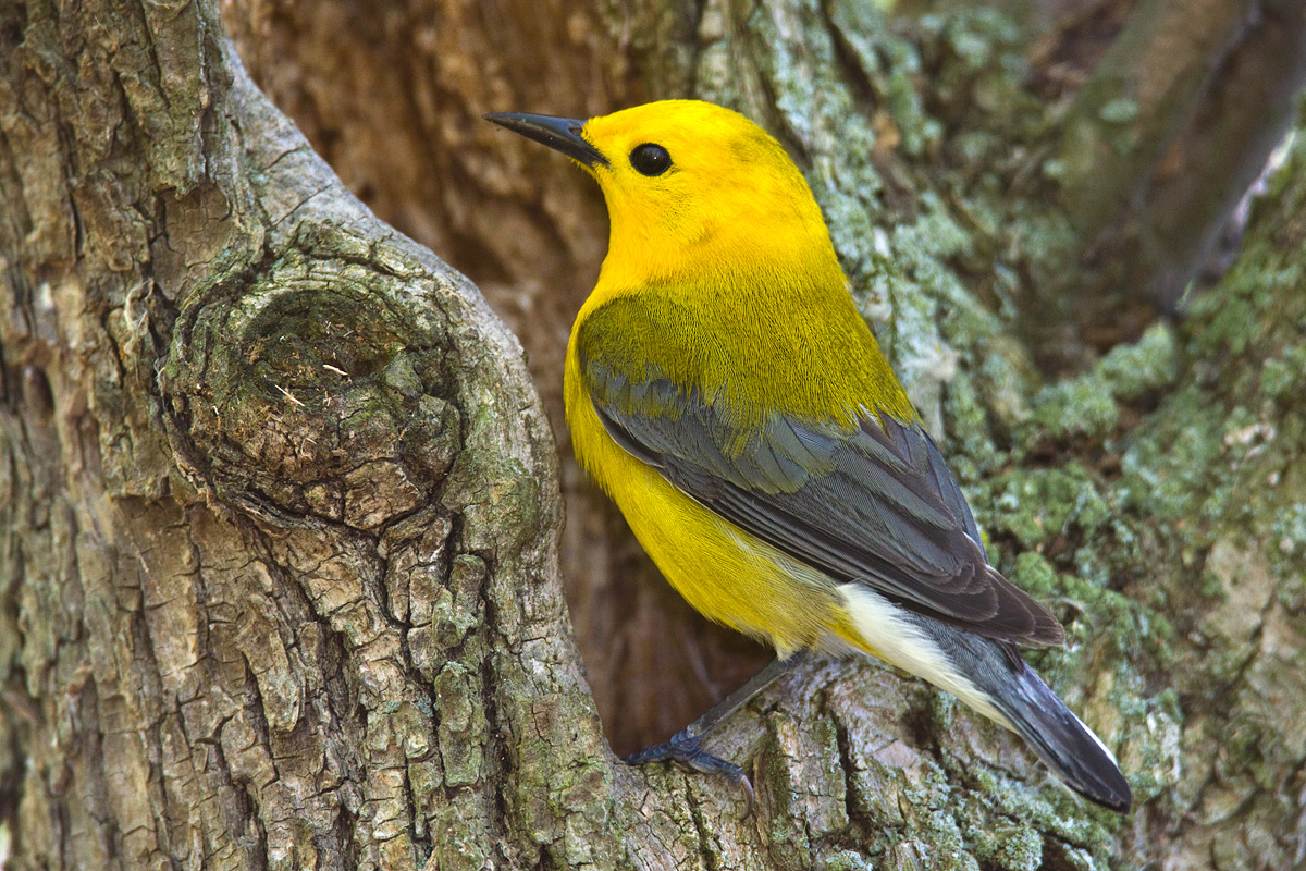 Prothonotary #2
