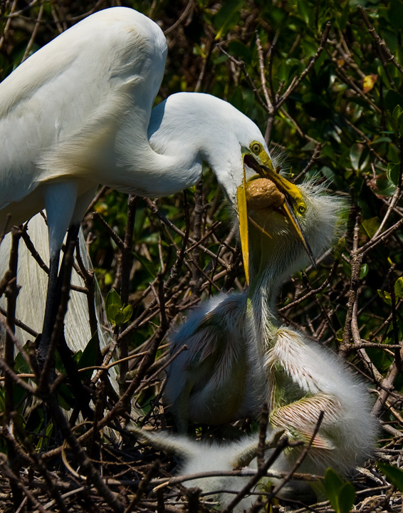 Feeding Time