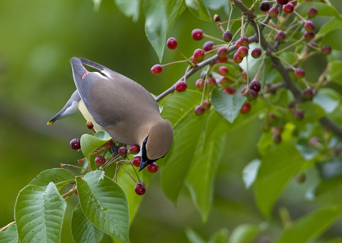 Cedar waxwings :: Bomby