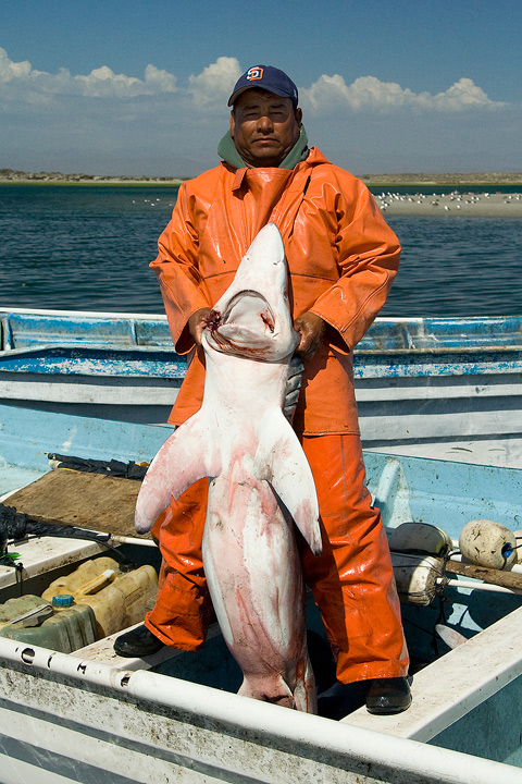 Baja Shark Fisherman