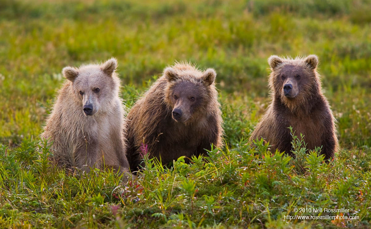 Juvenile Brown Bears III