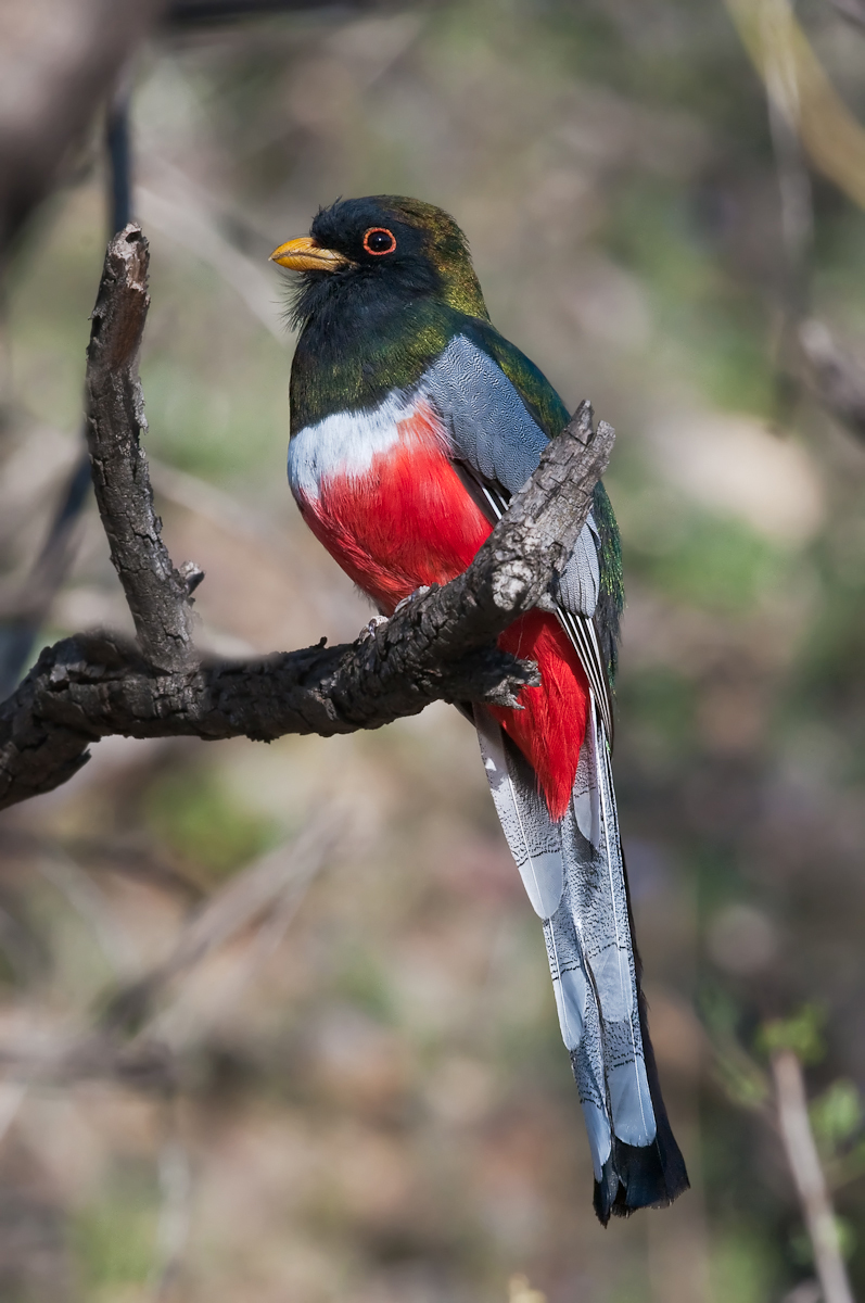 Elegant Trogon
