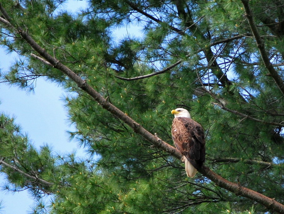 Bald Eagle Perch