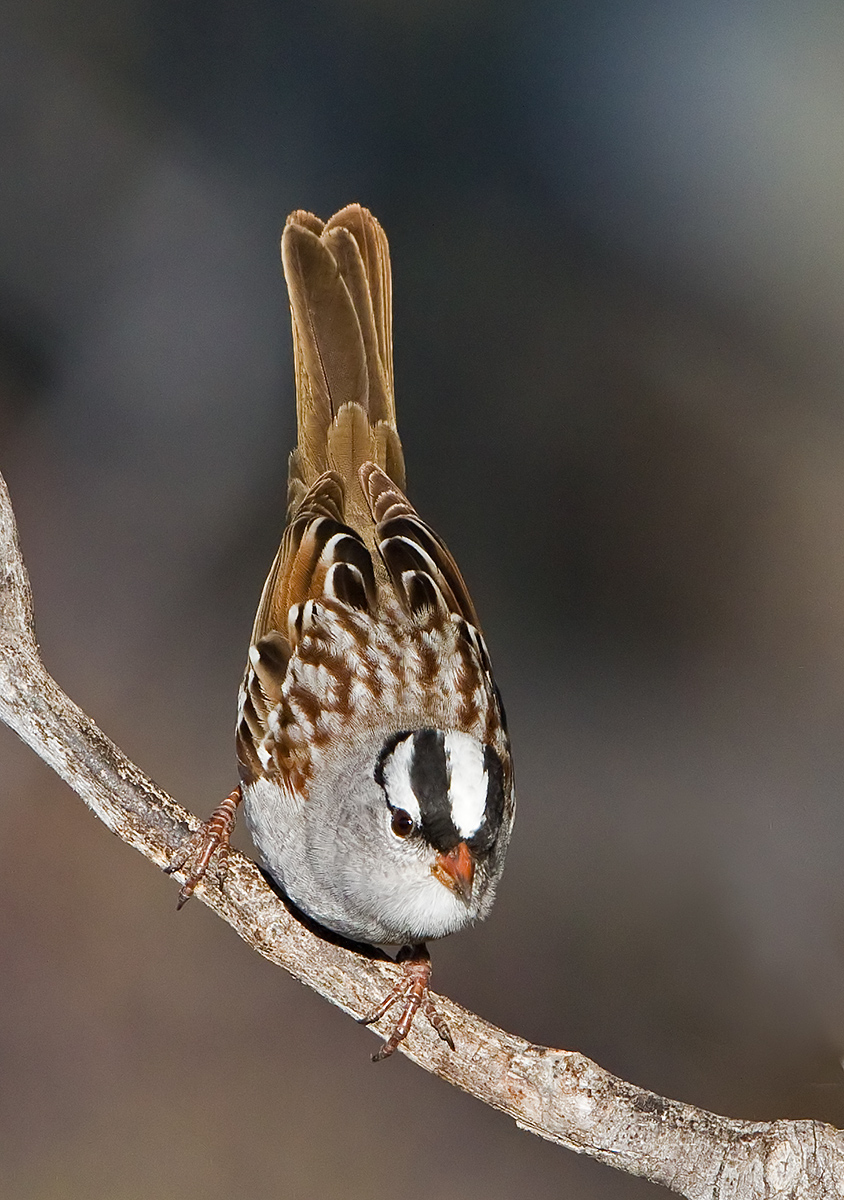 White-crowned Sparrow