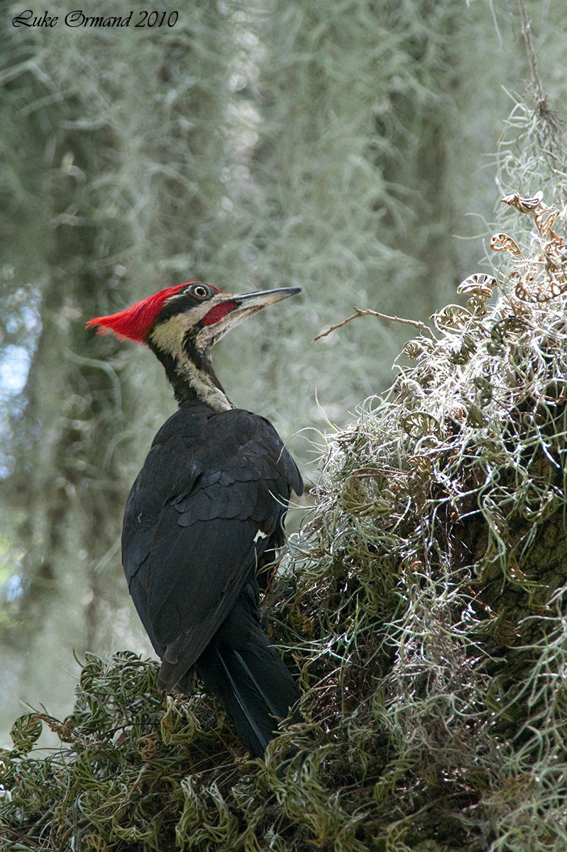 Pileated Woodpecker