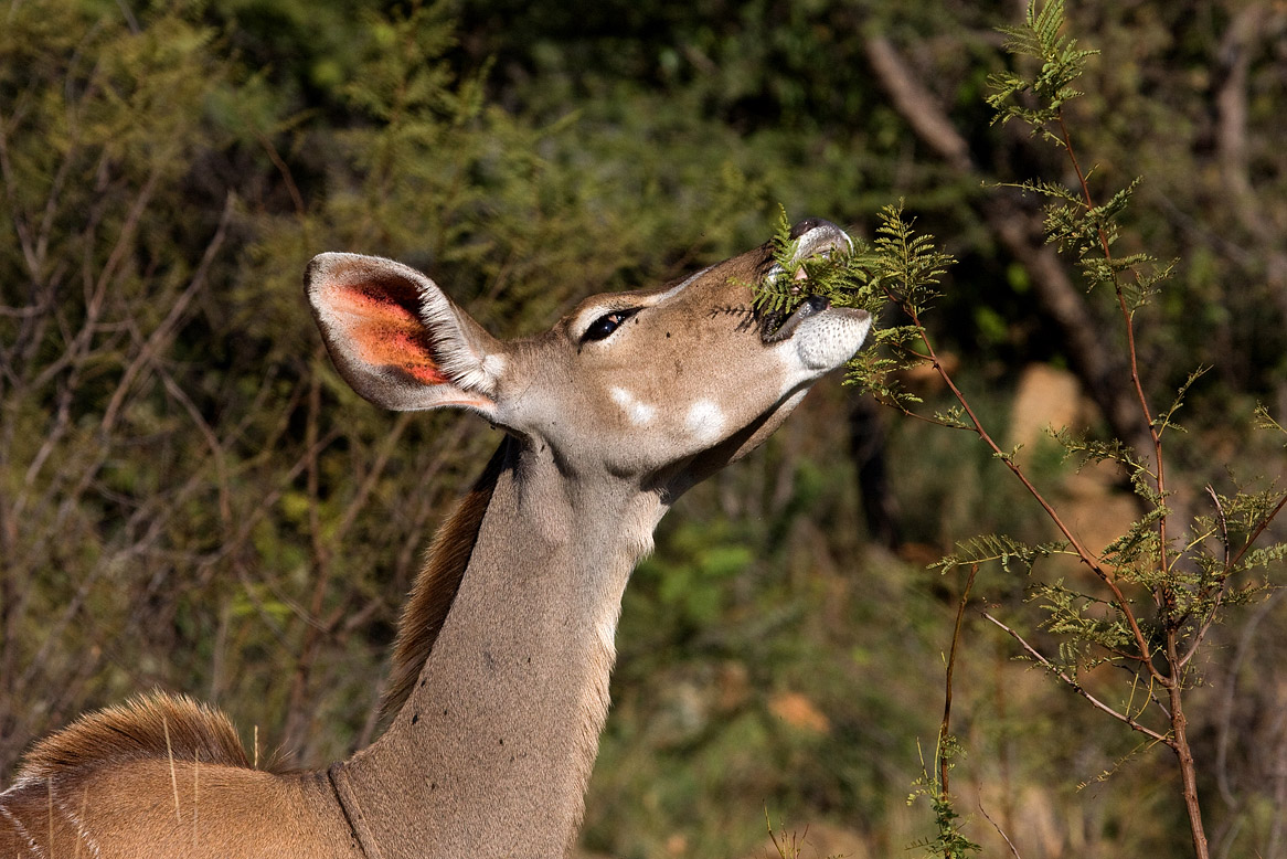 Kudu