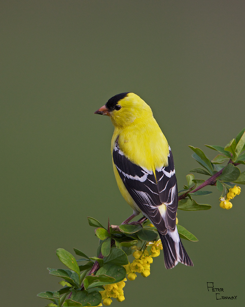 Goldfinch Revisited