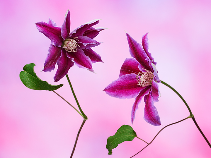 Clematis Conversation