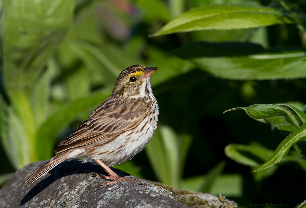Savannah Sparrow