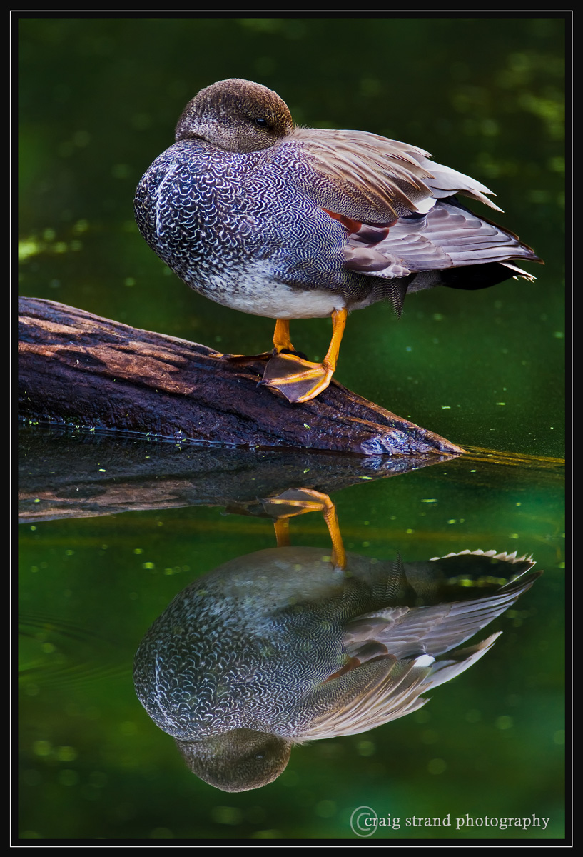 Morning Reflection