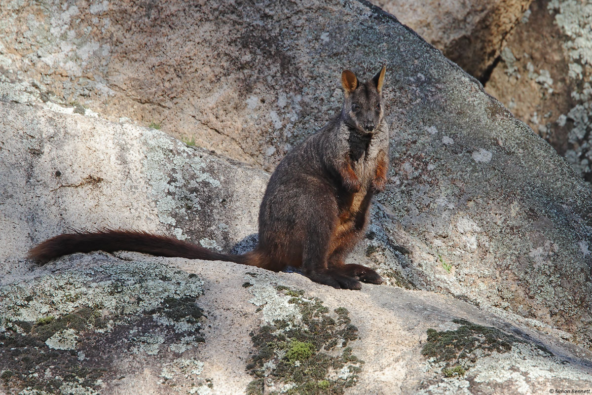 Rock-wallaby (c)