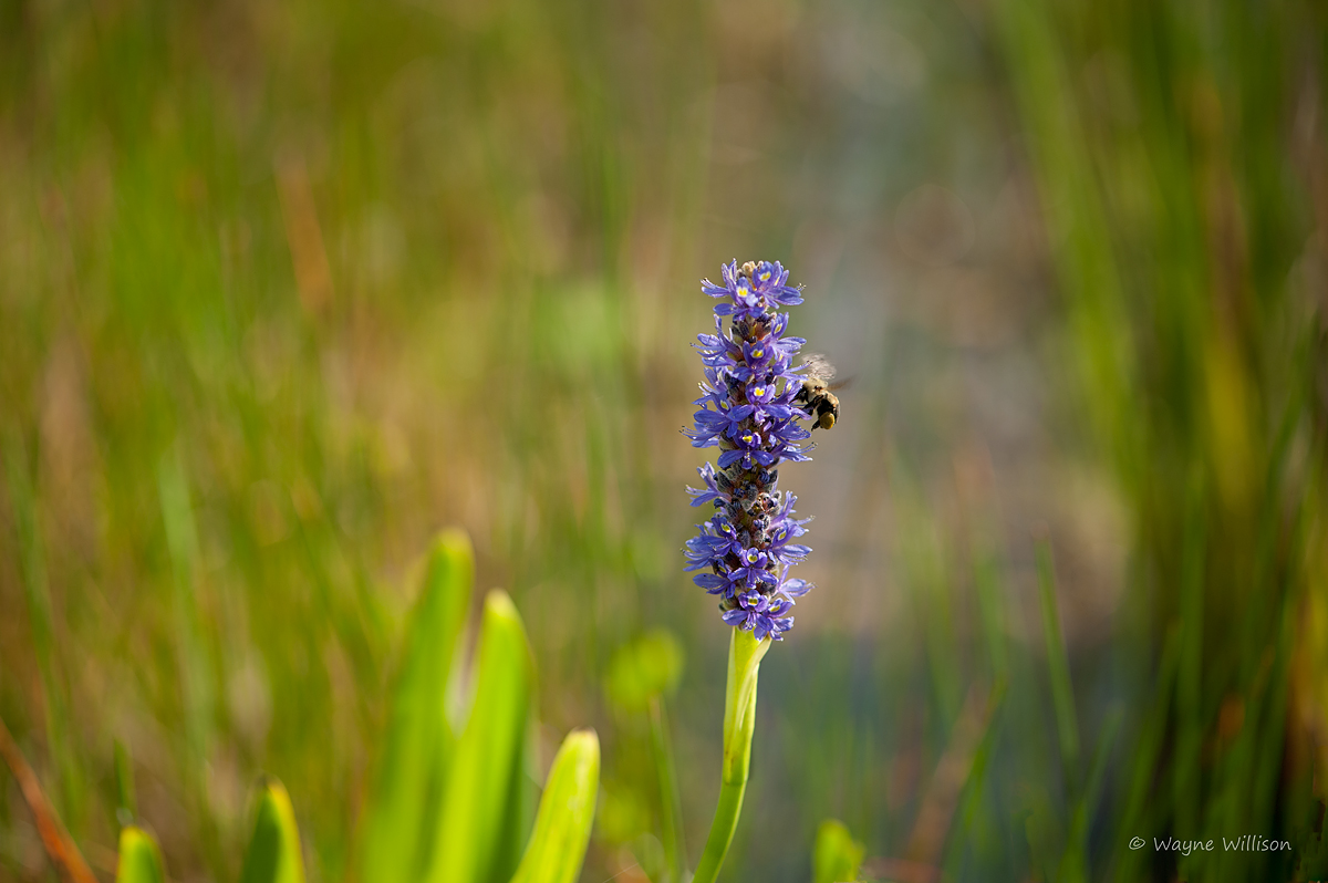 Pickerel Weed