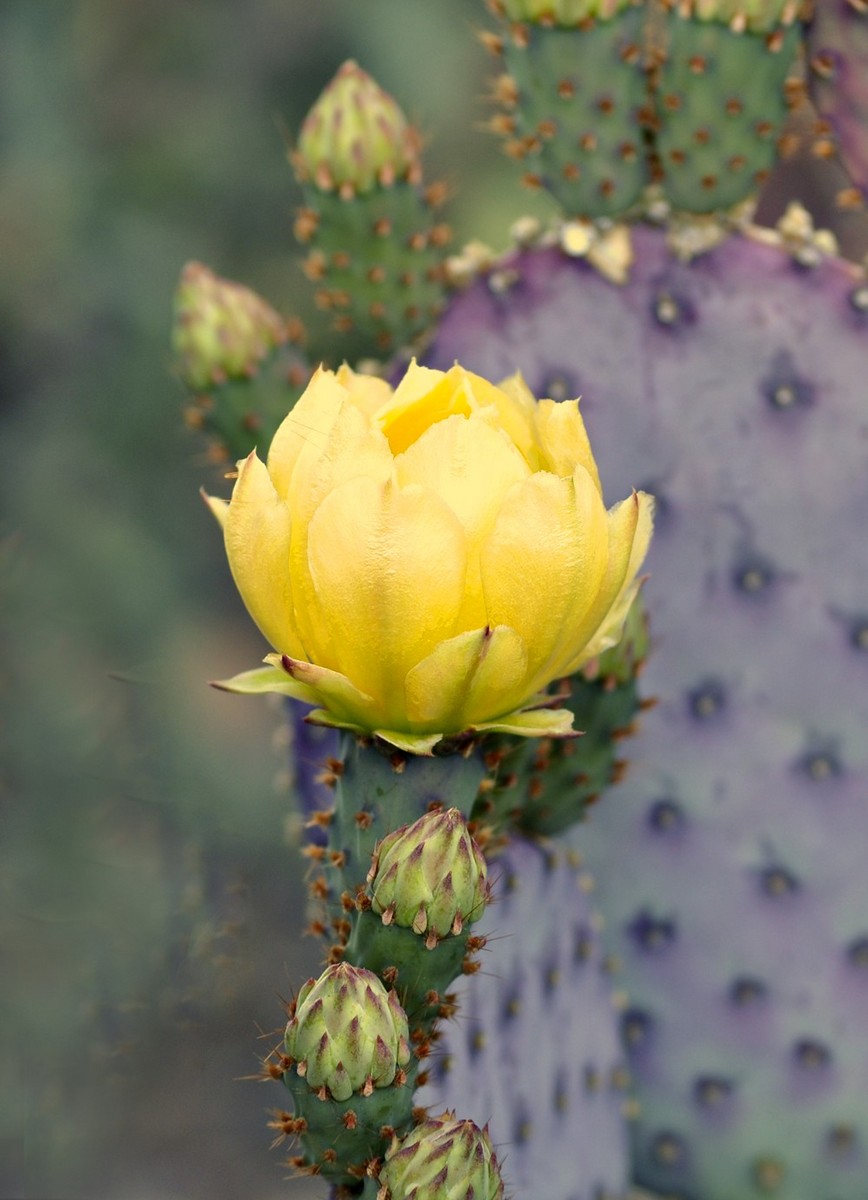 Prickly Pear Cactus