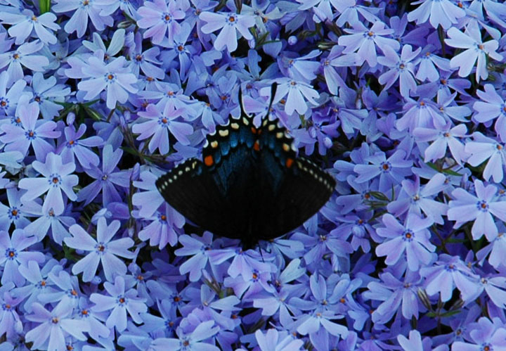 Phlox and Friend + Reposts