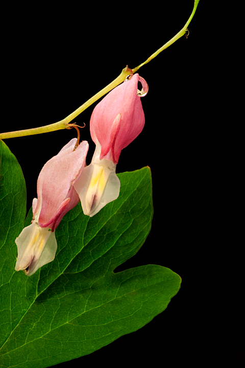 Bleeding Heart 2