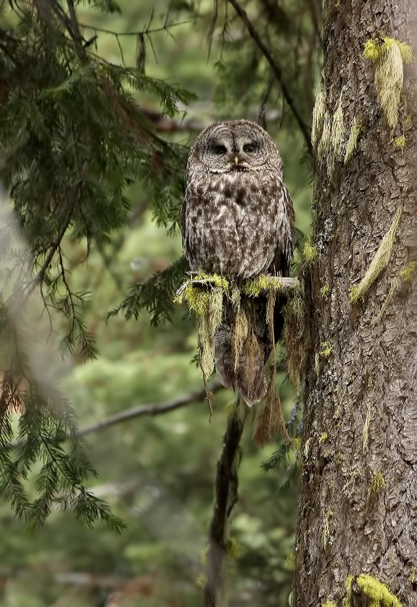 great grey owls..day 2