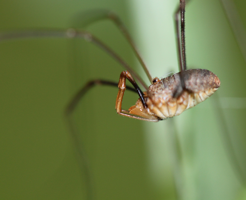 Harvestmen