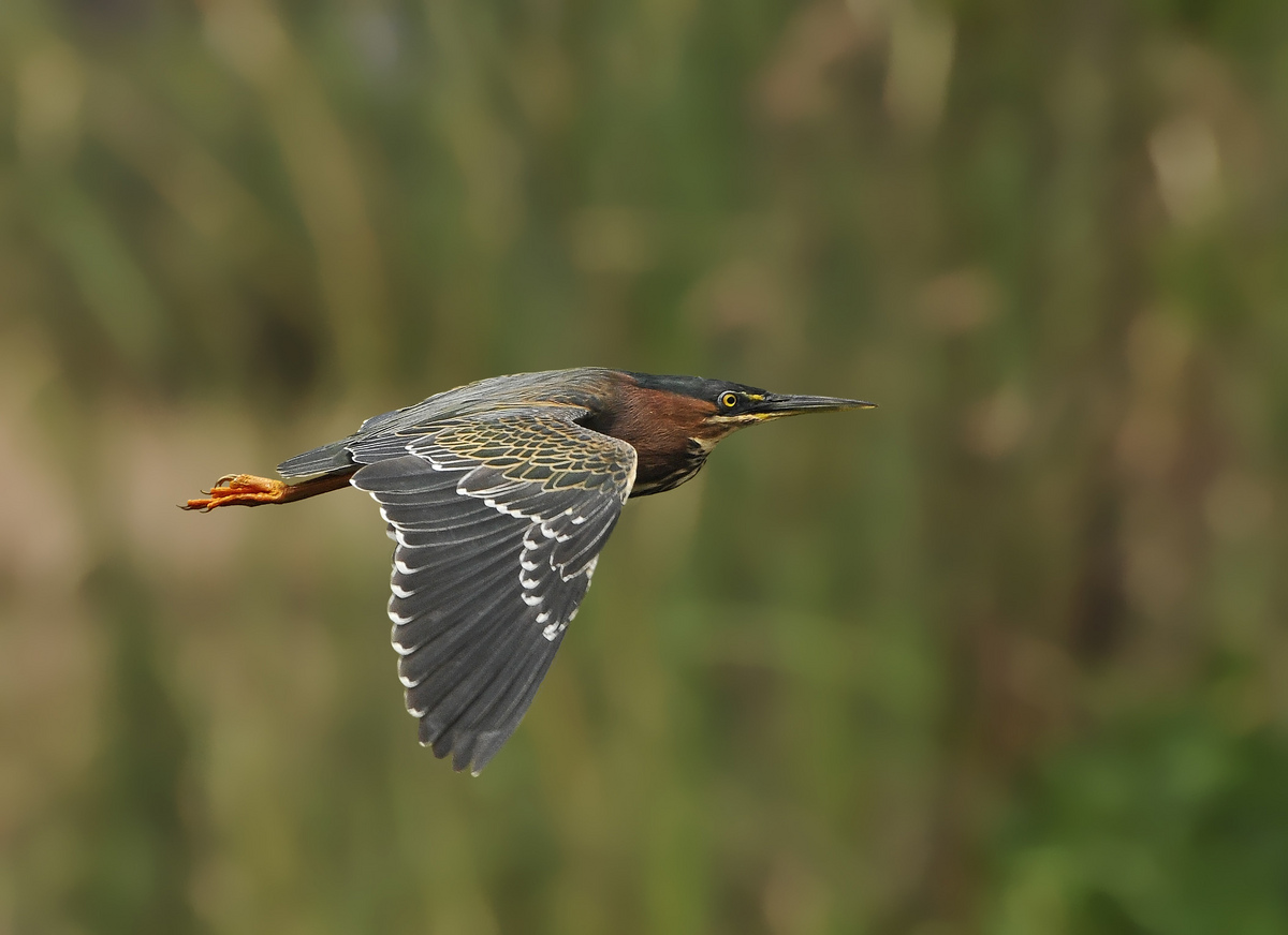 Green Heron