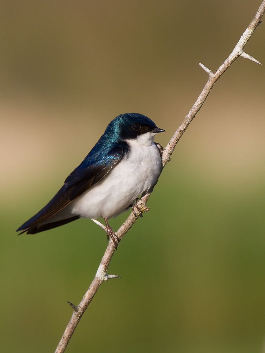 Tree Swallow