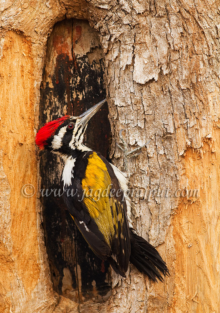 (W-repost) Golden backed woodpecker